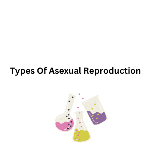 Types Of Asexual Reproduction